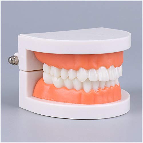 Модел на обучение почистване на зъбите и Естетична Дентална Практика Модели