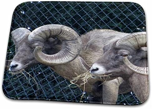 3dRose Джаки Popp Природа и Животни диви животни - Овце-Чайки - Постелки за баня (rug-19184-1)